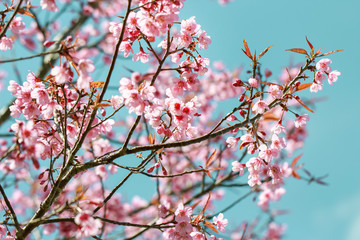 Wild Himalayan Cherry Blossoms in spring season (Prunus cerasoides), Sakura in Thailand, selective focus, Phu Lom Lo, Loei, Thailand.