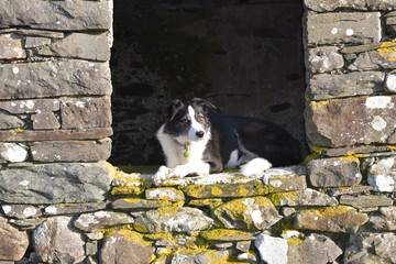 Sheepdog sitting on the window sill of an old building