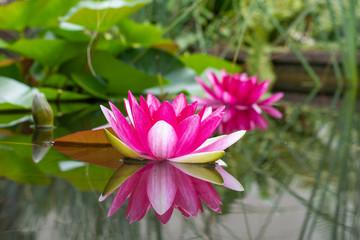 Obraz premium Seerose in pink im weiher