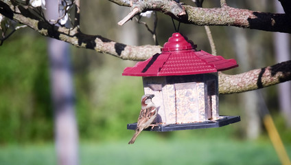 Birdhouse/ Casa para aves
