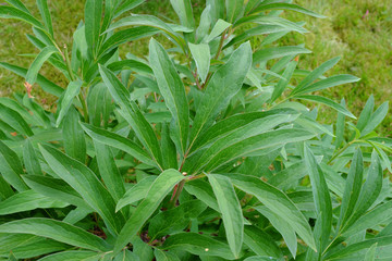 Obraz premium Paeonia officinalis