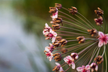 Abstract flower background. flowers made with color filters, beautiful selective focus
