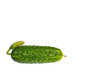 Fresh green cucumber isolated on the white background, copy space template.