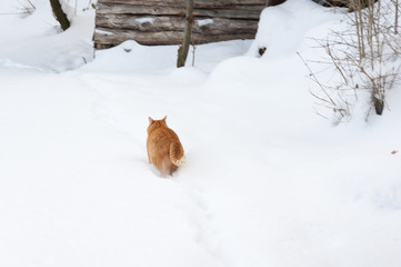 Red cat in the snow