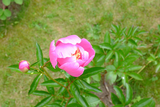 Paeonia, Doreen