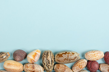 Flat lay concept of summer travel vacations, top view of seashells a on pastel blue background with copy space in minimal style, greeting card template
