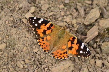 Painted Lady Butterfly, U.K.
Perfect specimen of it's kind.
