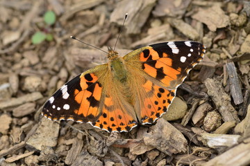 Fototapeta na wymiar Painted Lady Butterfly, U.K. Summer insect.