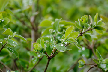 Blätter mit Wassertropefn