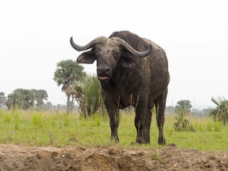 Fototapeta premium African buffalo, Syncerus caffer