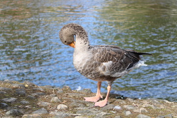 Duck cleaning itself beside River Ouse at York
