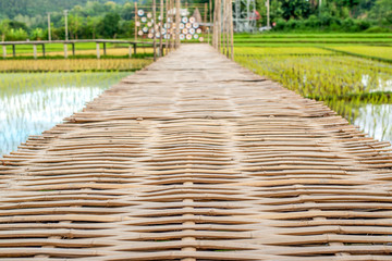Rural Green rice fields and bamboo bridge in chiang Mai,Thailand