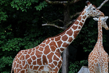 Giraffe