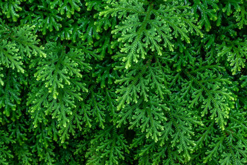 Fototapeta premium Green leaf background pattern and natural. Pattern of green leaves in forest..