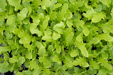 Close up of green oak lettuce.