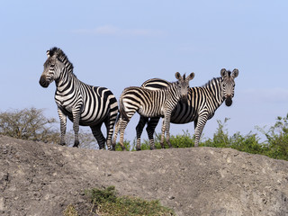 Naklejka premium Burchells zebra, Equus burchelli