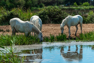 Fototapeta premium Impressionen aus der Camargue - Die weißen Pferde im Morgenlicht 