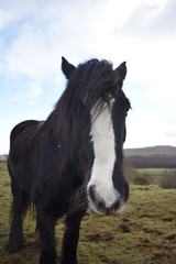 Horse staring at the camera