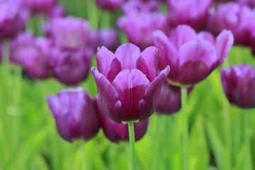  Purple tulip  flower