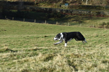 Sheepdog running when working with sheep