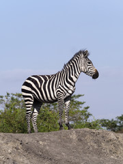 Fototapeta na wymiar Burchells zebra, Equus burchelli
