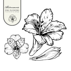 Fototapeta premium Black ink line style sketch flower. Hand painted Alstroemeria.