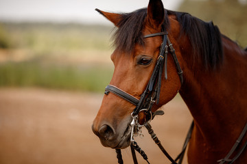 Close-up of head and eye brown horse, mane, stirrups on face dressage.