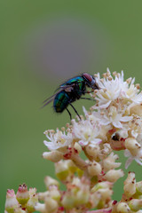 Dien Fliege auf der Hortensie