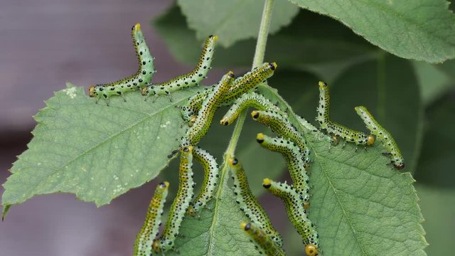 Rose Sawfly Larvae on rose leaf