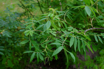 Obraz premium Rosa willmottiae, China