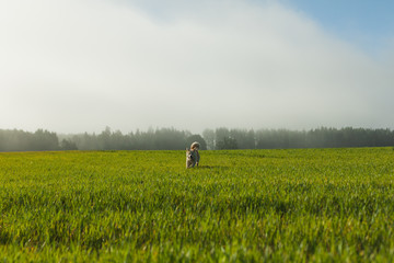 Fototapeta premium Portrait of Akita Inu in a green wheat field in summer