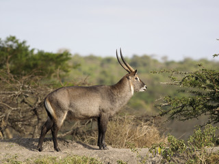 Fototapeta premium Defassa waterbuck, Kobus ellipsiprymnus defassa