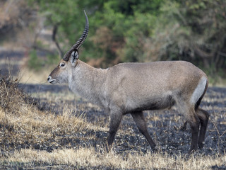 Defassa waterbuck, Kobus ellipsiprymnus defassa