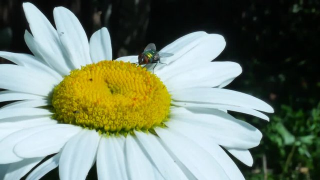Green eyed fly or bottle fly insect sitting on chamomile flower