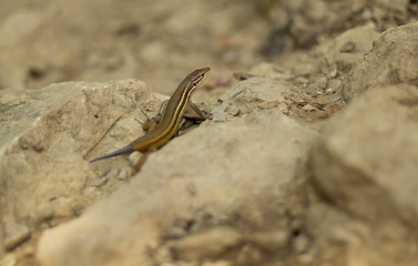 A close up of a lizard with his tail broken