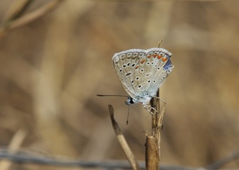 Common Blue - Polyommatus icarus, Greece	