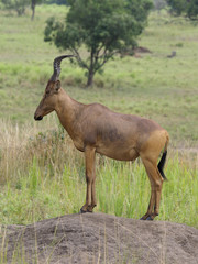 Naklejka premium Jacksons hartebeest, Alcelaphus buselaphus