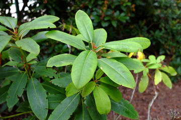 Fototapeta na wymiar Rhododendron cv. Schneebukket, Ericaceae
