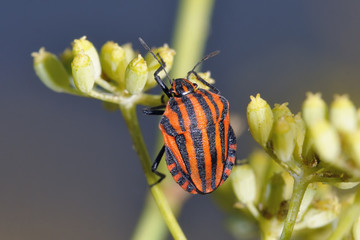 Graphosoma italicum is a species of shield bug in the family Pentatomidae. It is also known as the Italian striped bug., Crete 