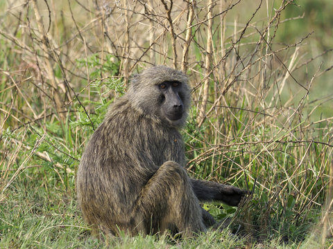 Olive baboon,  Papio anubi