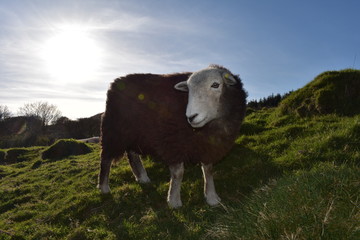 Herdwick sheep posing for the camera