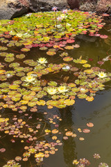Teich mit Seerosenblättern bedeckt