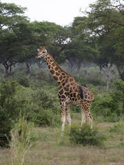 Naklejka na ściany i meble Rothchilds giraffe, Giraffa camelopardalis rothschildi