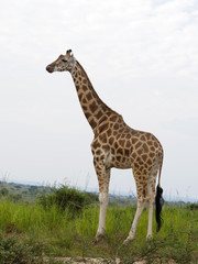 Rothchilds giraffe, Giraffa camelopardalis rothschildi