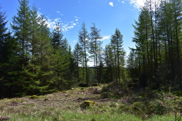 Lake District evergreen forest