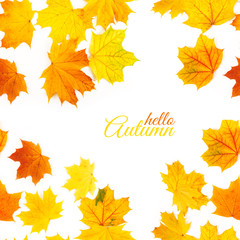 Autumn background with colorful leaves. Red, orange and green autumn leaves.