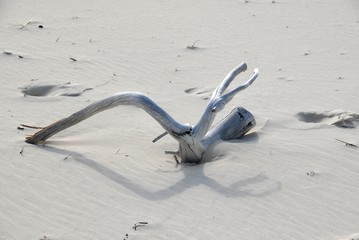 empty beach and dry tree