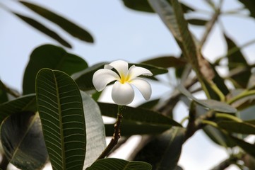 White flower