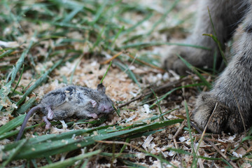 dead mouse at the paws of a cat