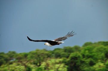 Eagle fly